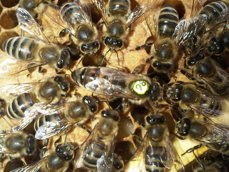 Včely starající se o matku